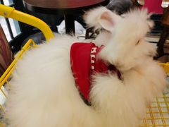 -猫色咖啡·猫咖
