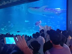 -烟台海昌鲸鲨海洋公园