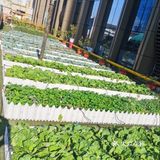 128元让宝宝体验采摘种植的趣味