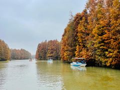 -上海海湾国家森林公园