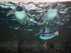 -成都浩海立方海洋公园