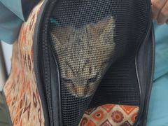 -博特宠物医院24h犬猫全科.骨科·异宠