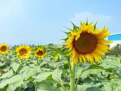 -君乐宝优致牧场