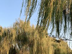 -大兴滨河森林公园