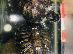 -50岚(太平洋森活天地店)
