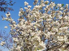 -天适樱花悠乐园