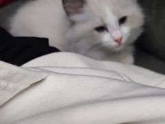 -lincat·猫舍(广州店)