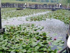 -溱湖国家湿地公园