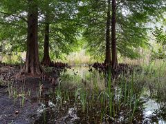 -溱湖国家湿地公园