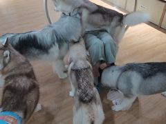 -Husky Go! 哈士奇体验馆·宠物咖啡厅狗咖
