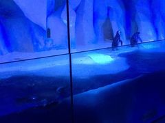 -皇家极地海洋世界-售票处