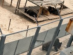 -青藏高原野生动物园