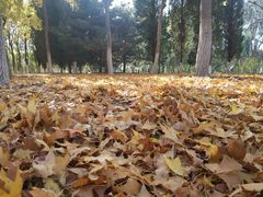 -大兴滨河森林公园