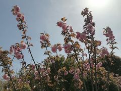 -高东镇樱花园