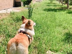 -米卢宠物公园(广华居店)