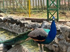 -丽泽山庄·生态怀柔菜·虹鳟鱼(红螺寺店)