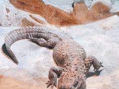 -上海大自然野生昆虫馆