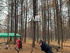 -莫尔道嘎国家森林公园