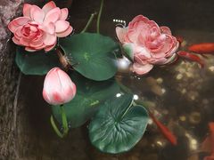 -福照楼汽锅鸡·云南特色菜(火车站锦江店)