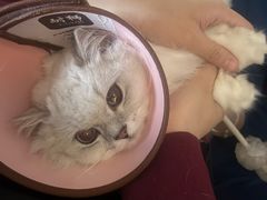 -瑞派康怡24h宠物医院·犬猫医疗中心·微创绝育(瑞景分院)