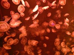 -上海海洋水族馆