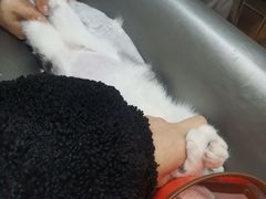 -瑞派名望志远动物医院·猫科·內科·异宠专科(直港大道店)