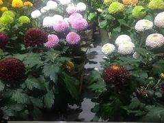 -鹿岛会员店 (龙湖三千集天街店)