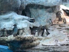 -帝企鹅自助餐厅•儿童岛•真企鹅(长隆企鹅酒店)