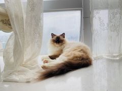 -共舞时光猫咖·狗咖(新街口店)