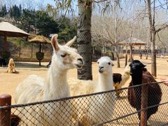 -大连森林动物园