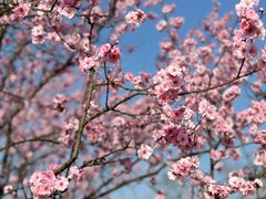 -花开海上生态园