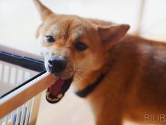 -柴犬高等学院·狗咖·柴犬售卖·宠物训练