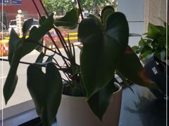 -小土豆北方菜馆(文慧园店)