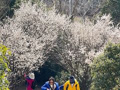 -香雪海