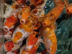 -锦艺城海洋馆
