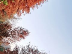 -五缘湾湿地公园