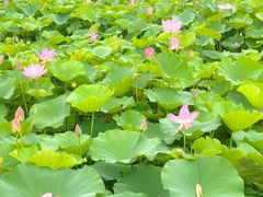 -洪湖生态旅游区