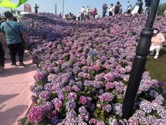 -荷兰花海