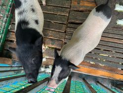 -小蜜蜂农场(凯德七宝购物广场店)