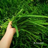 春日鲜味！韭菜炒鸡蛋