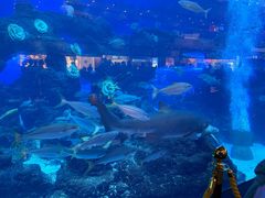 -成都浩海立方海洋公园