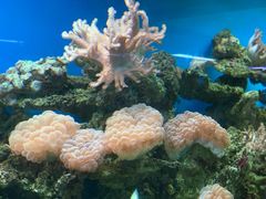 -御唐府海珊瑚主题餐厅