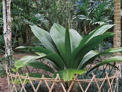 -中国科学院西双版纳热带植物园