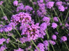 -羊亭河湿地公园