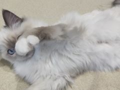 -藏猫猫咖啡主题馆(中央大道店)