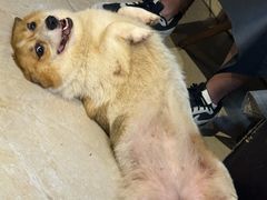 -萌喵宠狗爱心宠咖