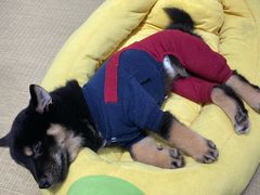 -逗柴咖啡屋·狗咖猫咖宠物桌游