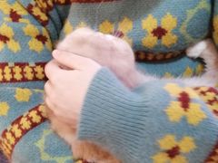 -滚猫咖啡·猫咖·猫友好撸猫(未来城店)
