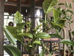 -大可堂普洱茶馆(襄阳南路馆)