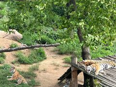 -西霞口神雕山野生动物世界